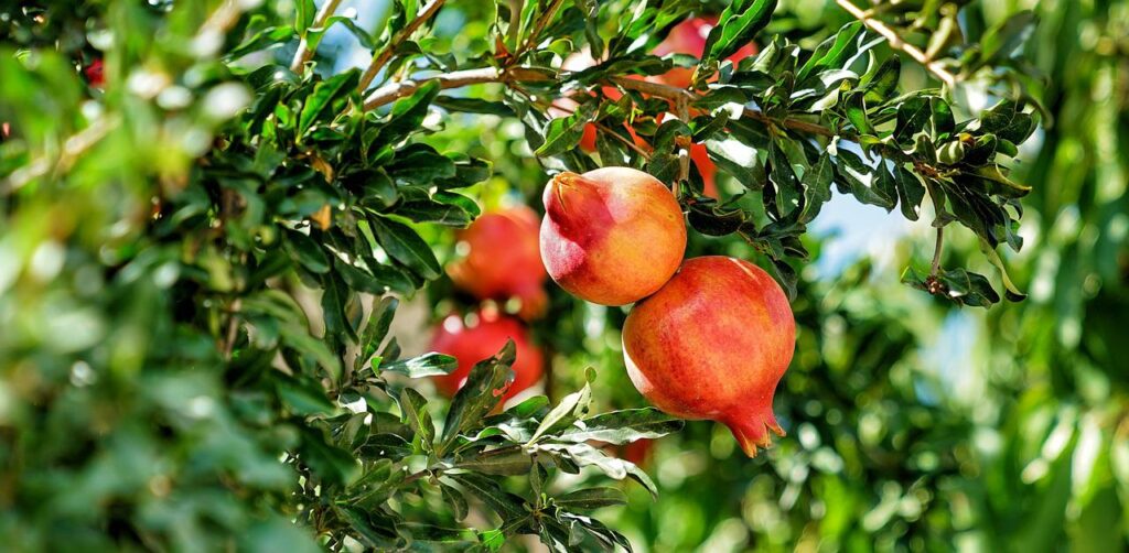 Fresh pomegranate