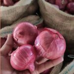 Fresh Onions in hand