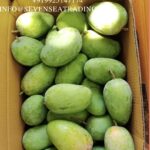 Fresh mangoes in a box
