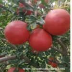 fresh pomegranate hanging on on trees