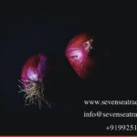 pair of Fresh Onions