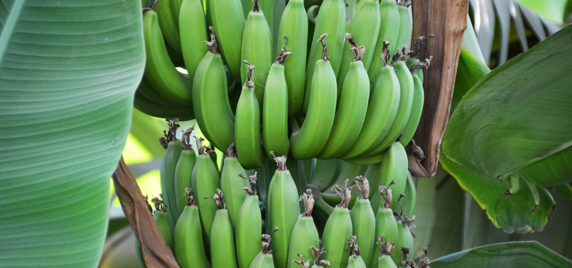 Frersh Bunch of bananas Bunch of Bananas on tree