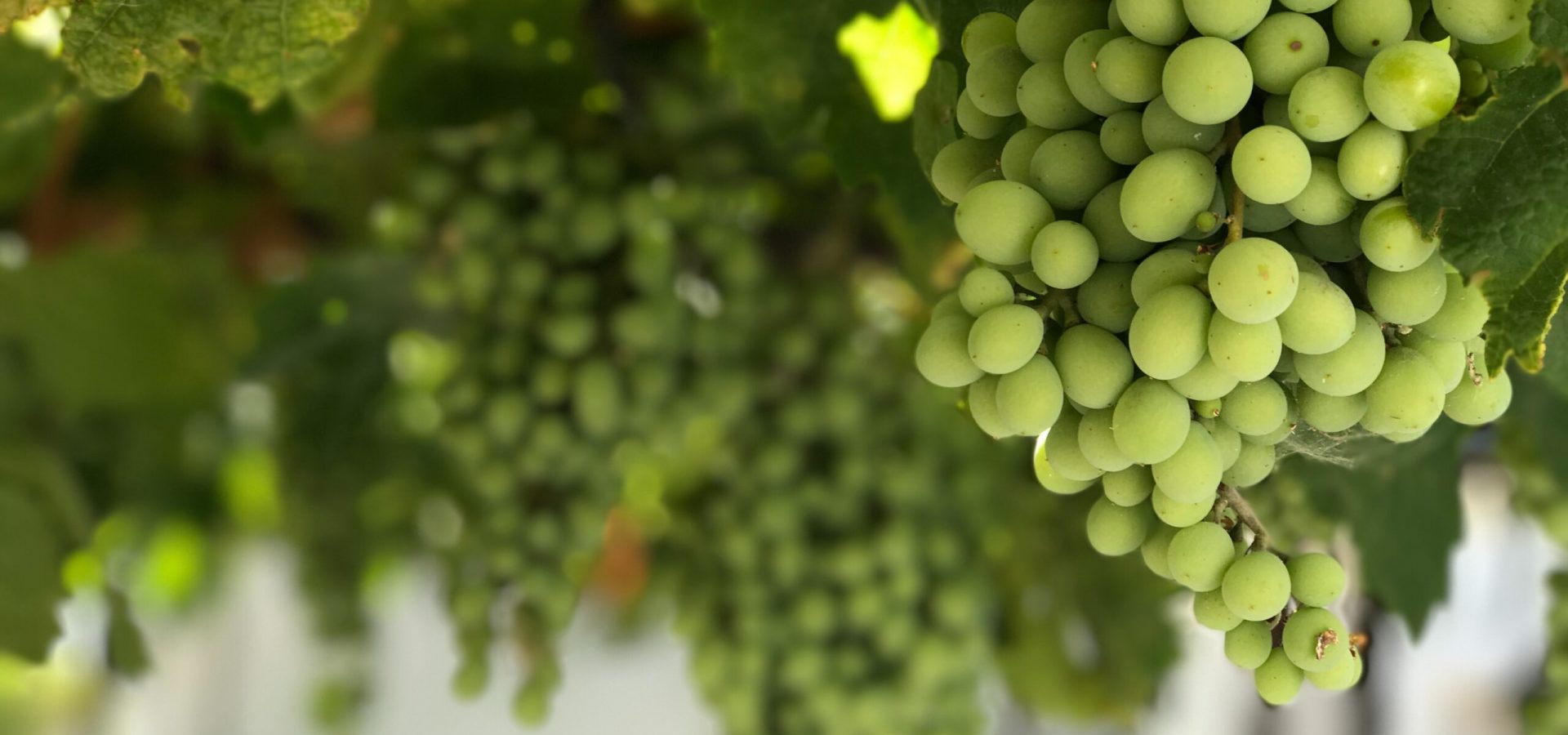 Fresh green grapes fRESH gREEN GRAPES ON TREES