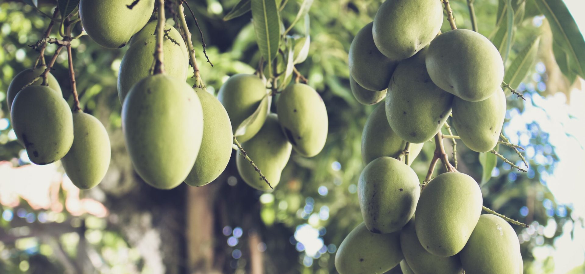 GREEN MANGO TREE FRESH GREEN MANGO TREES